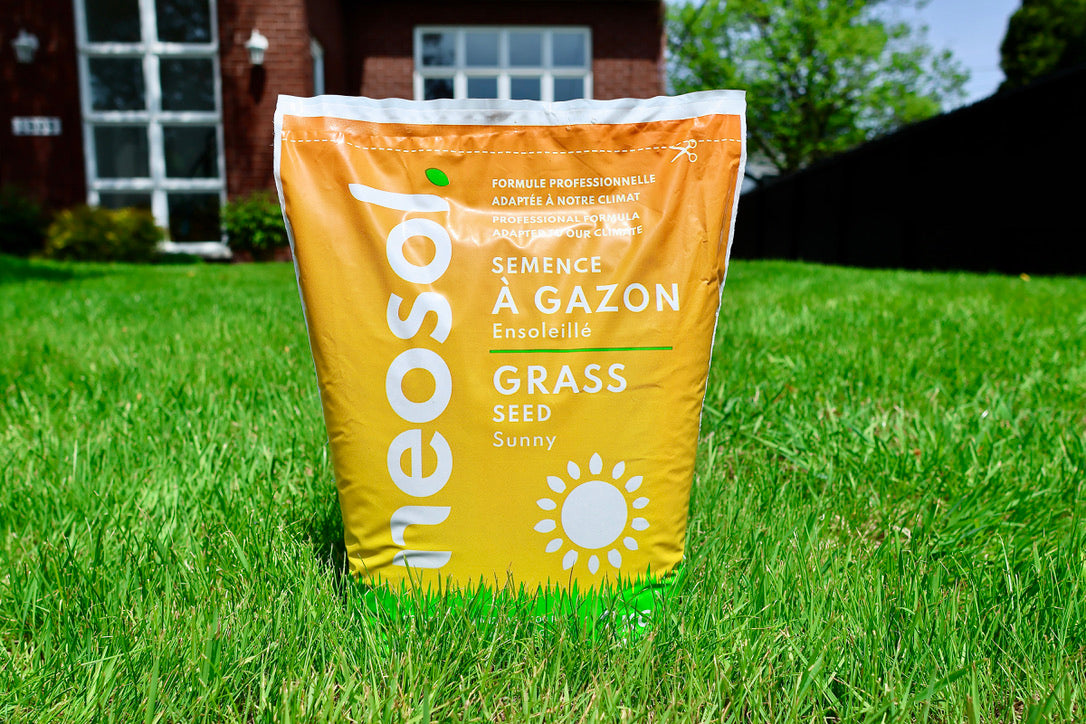 Sun grass seed - 2kg
